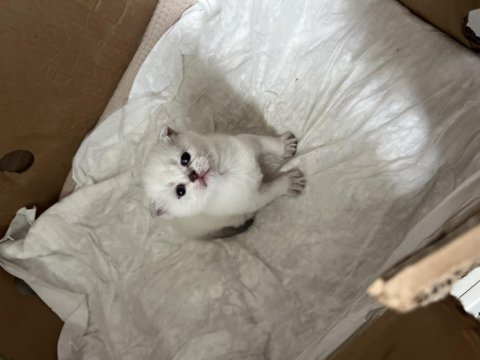 Rezerveye açık show kalite bebek kediler