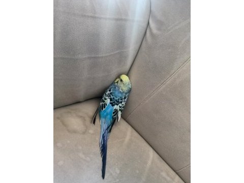 3 aylık çok tatlı kafesiyle beraber kuşumuz
