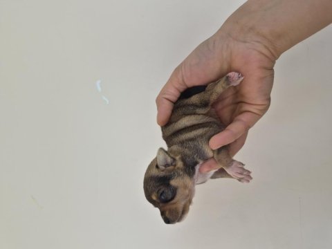 Chihuahua yavrumuz
