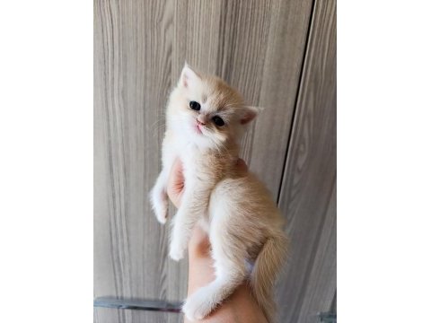 Lilac golden erkek yavru british shorthair