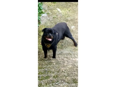 Rottweiler 5 yaşında erkek kısır