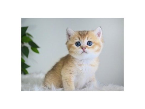 British shorthair golden yavruları