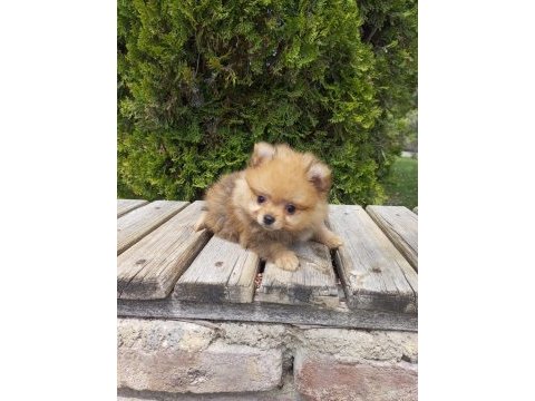Teacup pomeranian