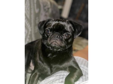 Sıfır boy full eğitimli evde bakılması zorunlu pug