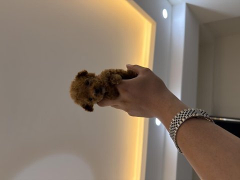 Irkı nin en küçüğü mikro poodle yavru