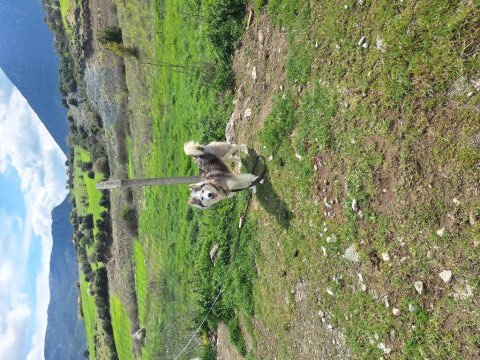 Şeytan maske köpeğimiz