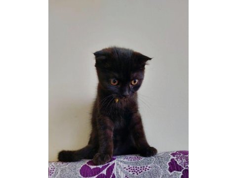 Siyah erkek scottish fold
