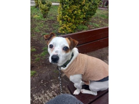 2 yaşında küçük ırk jack russell terrier