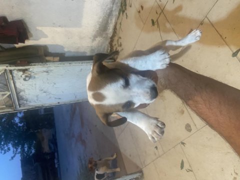 2 adet ömür boyu ırk garantili jack russell