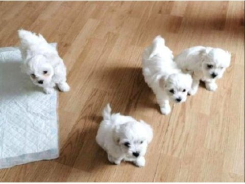 Mini boy maltese yavrularımız