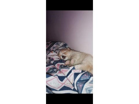 2 aylık erkek pomeranian yavrumuz (yuva arıyor)