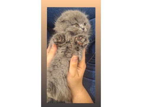 Scottish fold yavru kedimiz yeni sahibini bekliyor
