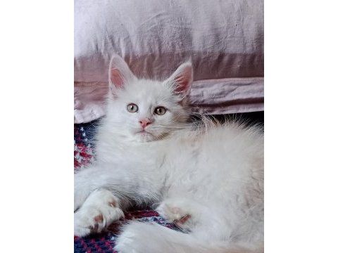Maine coon full şecereli yavrular