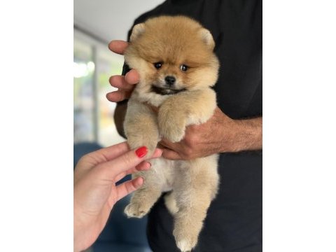 Portakal gibi pomeranian boo ayıcık