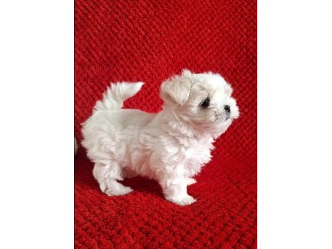 Maltese terrier ırkının en özel yavruları