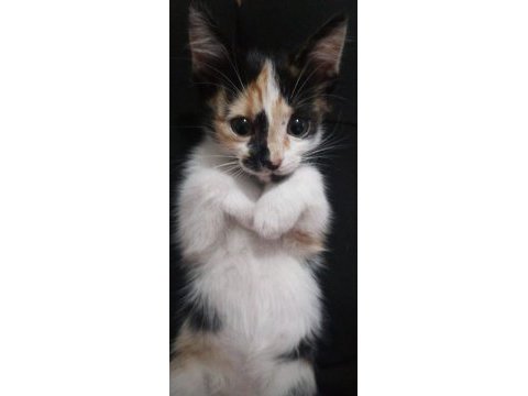 Bebek calico kediler