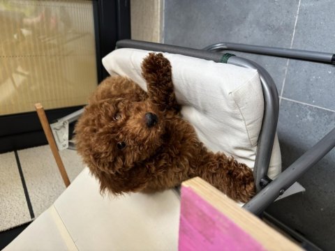 3 aylık poodle