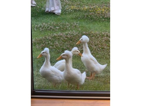 Harika güzellikte ponpon ördekler