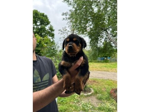Macar kafa rottweiler