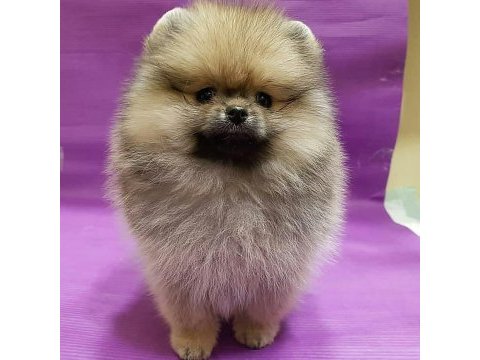 Dünya tatlısı pomeranian yavruları