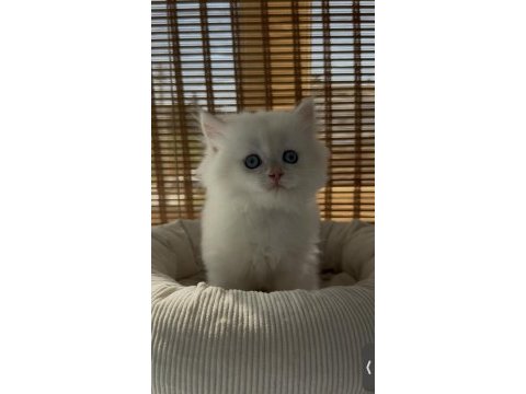 British longhair yavru sahiplendirme