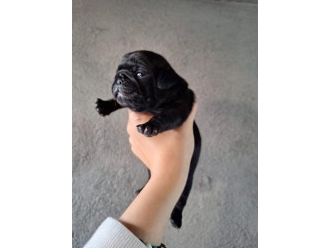 Yurt dışı girişli solid siyah jaguari pug yavrular