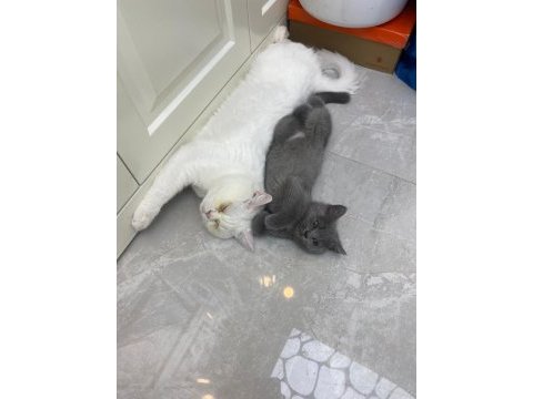 Gri dişi british longhair