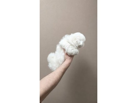 Pamuk gibi maltese terrier tuvalet eğitimli