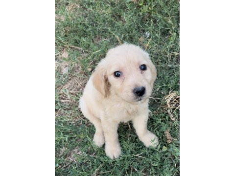 Sevimli golden retriever yavrular