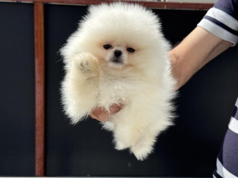 Yasal ruhsatlı çiftlikte ziyarete açık pomeranian