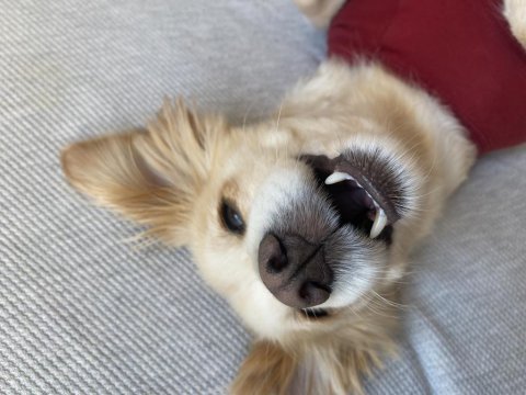 Ücretsiz rus finosu terrier köpeğime aile arıyorum