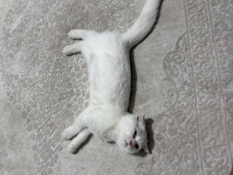 3.5 aylık scottish fold dişi yavru