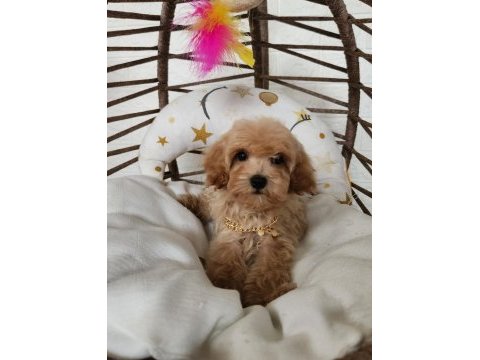 Maltipoo  yavrularımız 