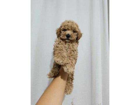 Poodle bebeklerimiz