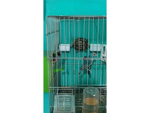 2 takım golden finch mevcut