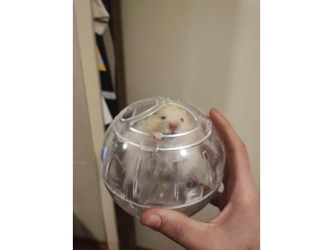 Hamster ücretsiz sahiplendirme