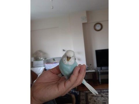 Ele alışık muhabbet kuşları