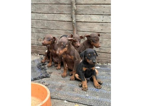 Doberman yavrularımız yeni yuvalarını arıyor