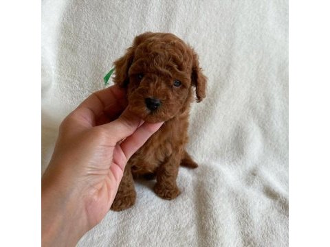 Toy poodle yavruları