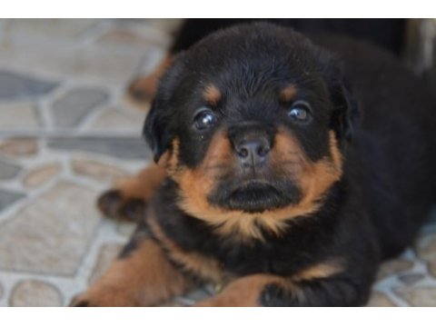 Türkiye şampiyon yavrular a şecereli rottweiler resmi üretim