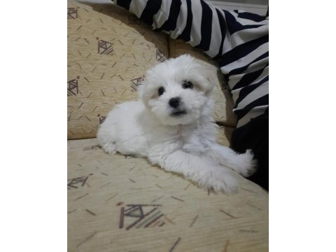 5 aylık dişi maltese terrier