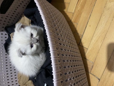 Scottish fold blue point