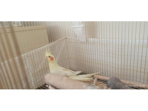 Çift kaliteli papagan