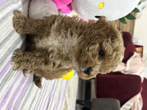 Maltipoo yavrumuz üst kalite
