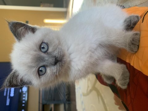 2 aylık tuvalet alışkanlığı kazanmış durumda scottish fold