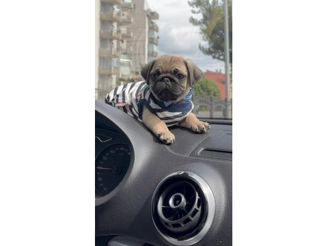 Garantili pug bebekler