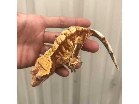 Süper genetikte crested geckolar