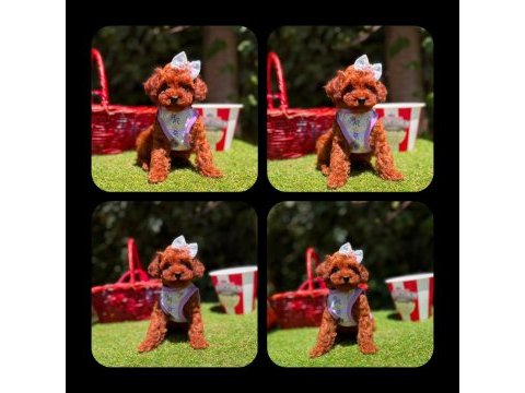 Toy poodle yavrularımız ömürlük aileleri bekliyor