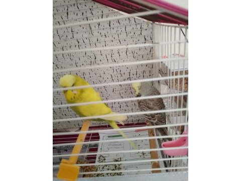 Jumbo muhabbet kuşu takım