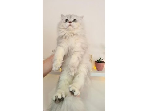 Uyguna british longhair 7 aylık erkek kedim